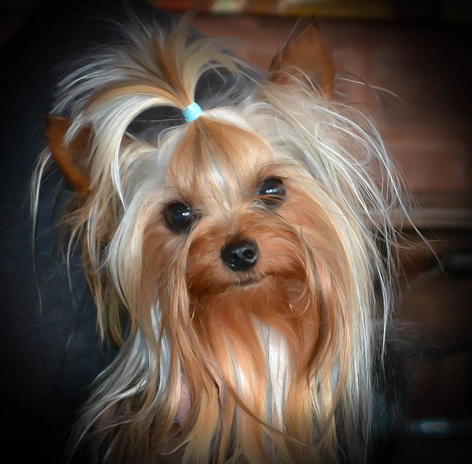 Dog Yorkie | Diamond Painting