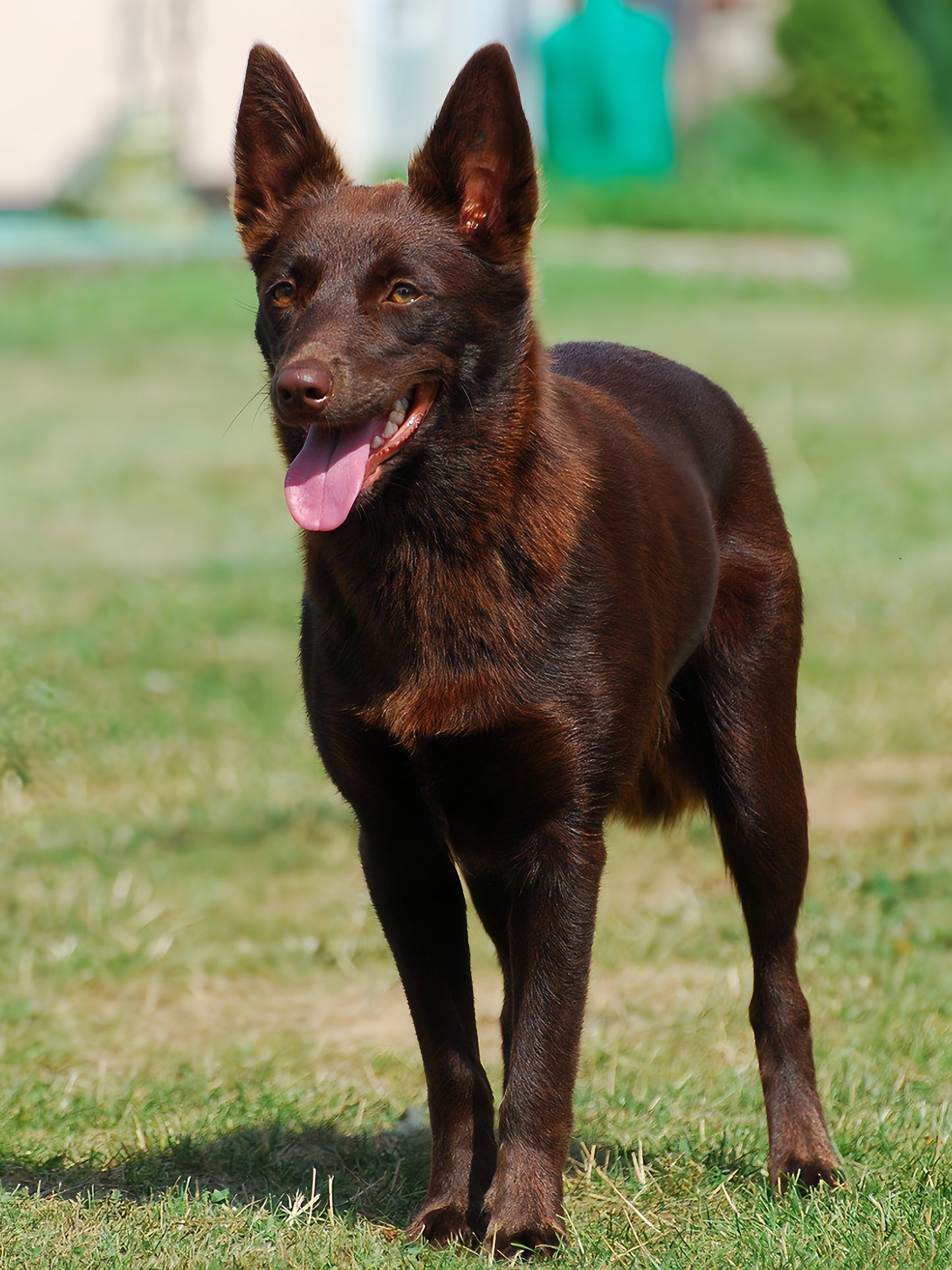 Australian Kelpie Dog | Diamond Painting