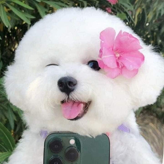 Selfie Dog | Diamond Painting