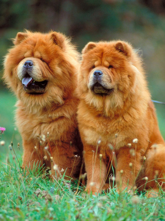 Dog Chow Chow | Diamond Painting