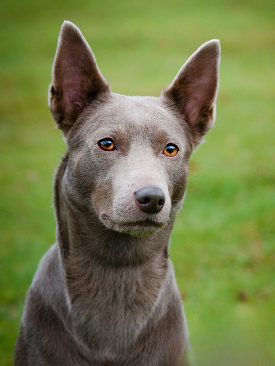 Australian Kelpie Dog | Diamond Painting