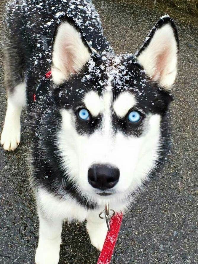 Husky Dog | Diamond Painting