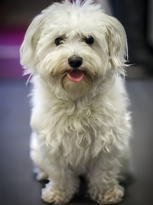 Maltese Dog | Diamond Painting