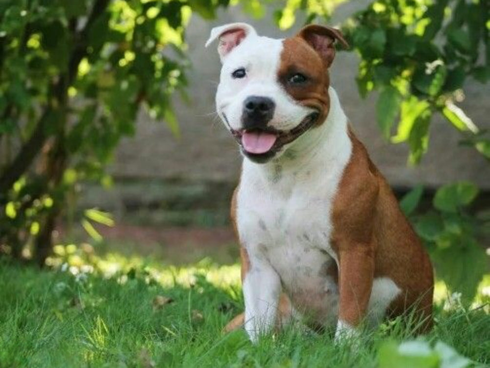 Dog Staffordshire Bull Terrier | Diamond Painting