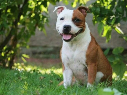 Dog Staffordshire Bull Terrier | Diamond Painting