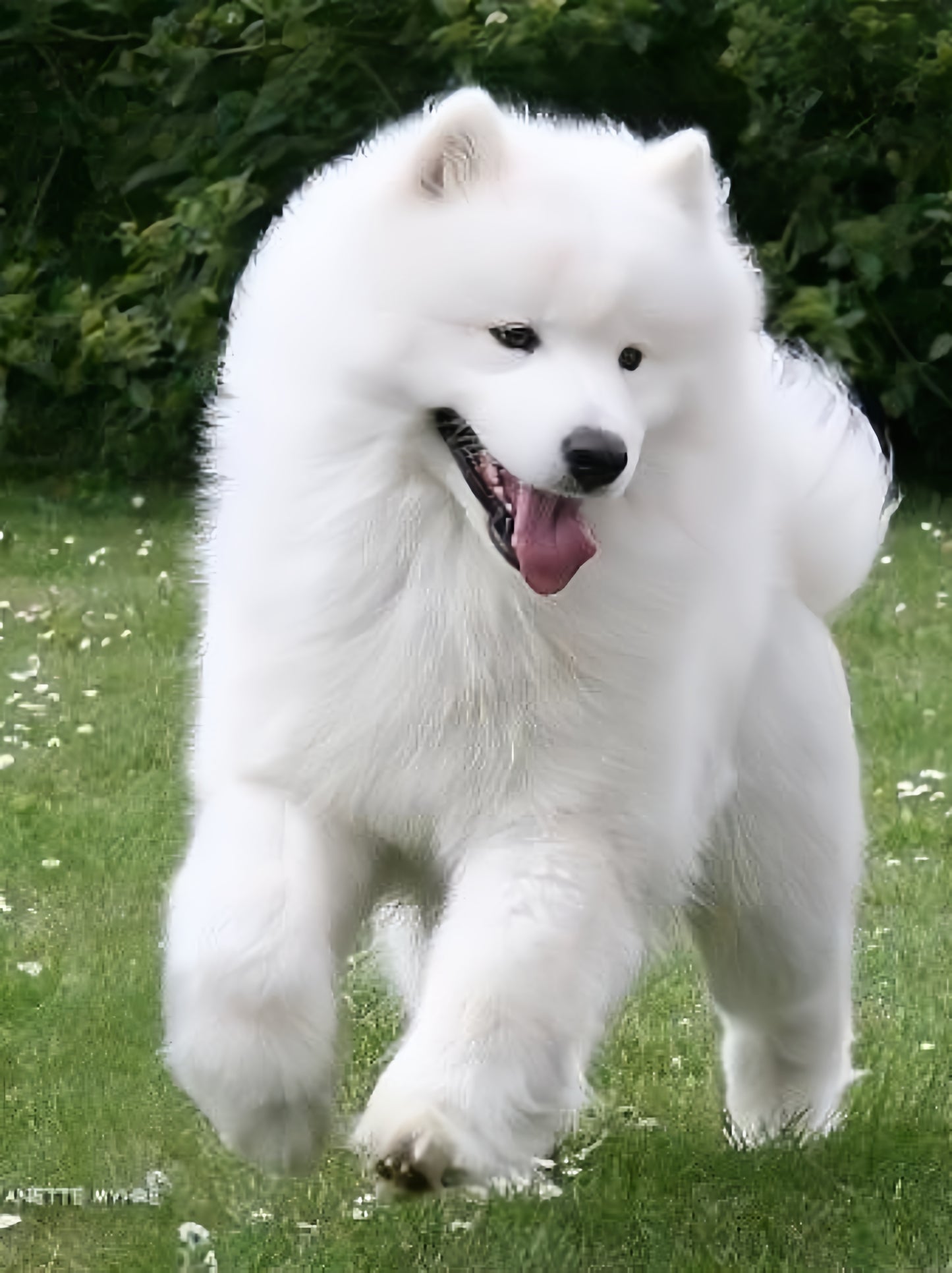 Samoyed Dog | Diamond Painting