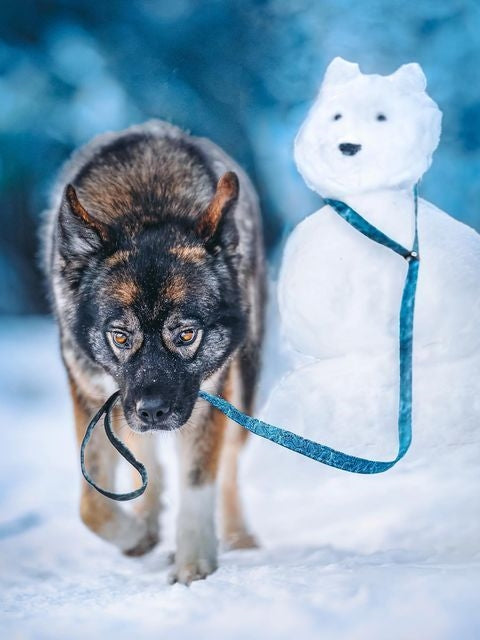 Christmas Dog | Diamond Painting