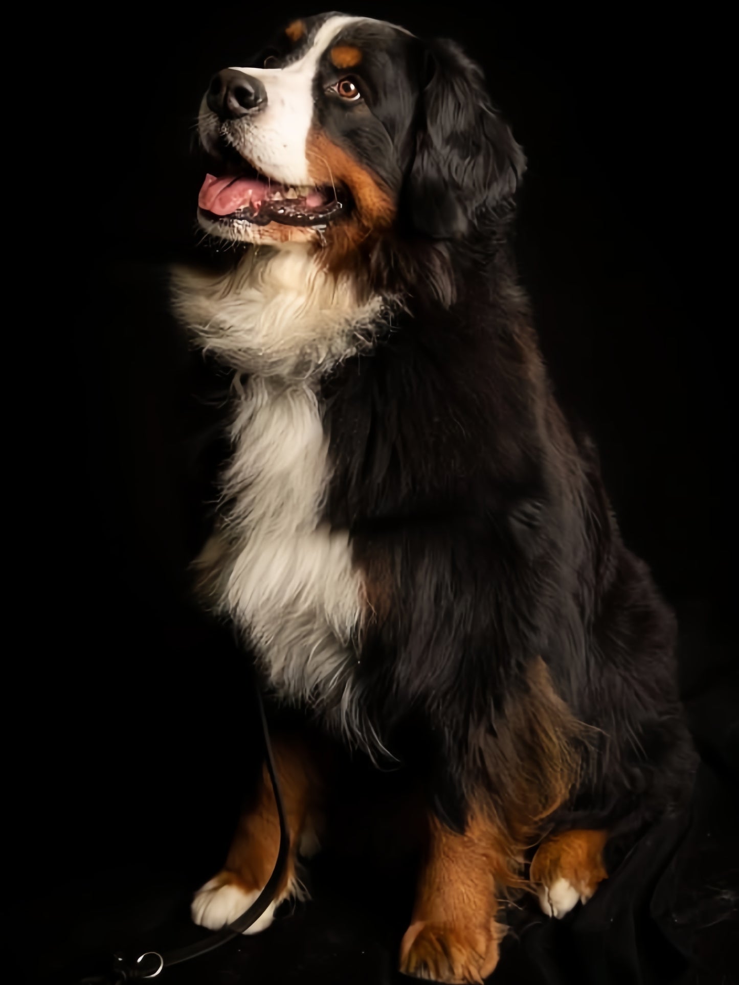 Saint Bernard Dog | Diamond Painting