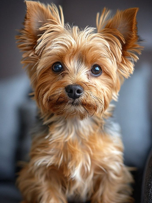 Dog Yorkie | Diamond Painting