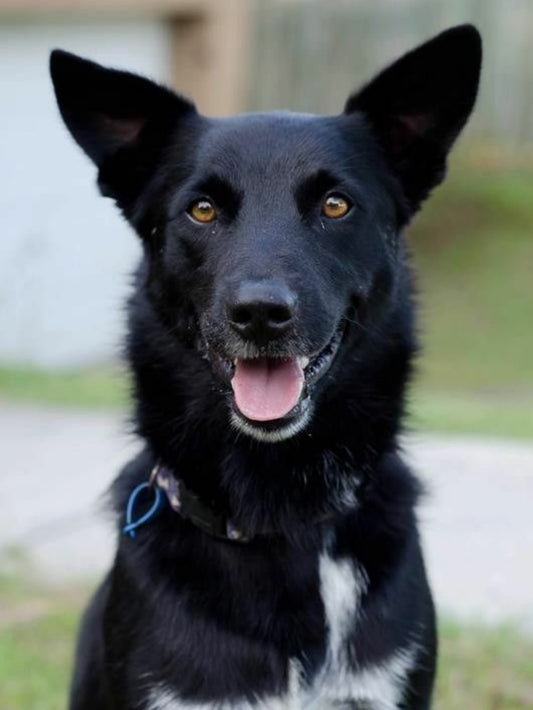 Australian Kelpie Dog | Diamond Painting