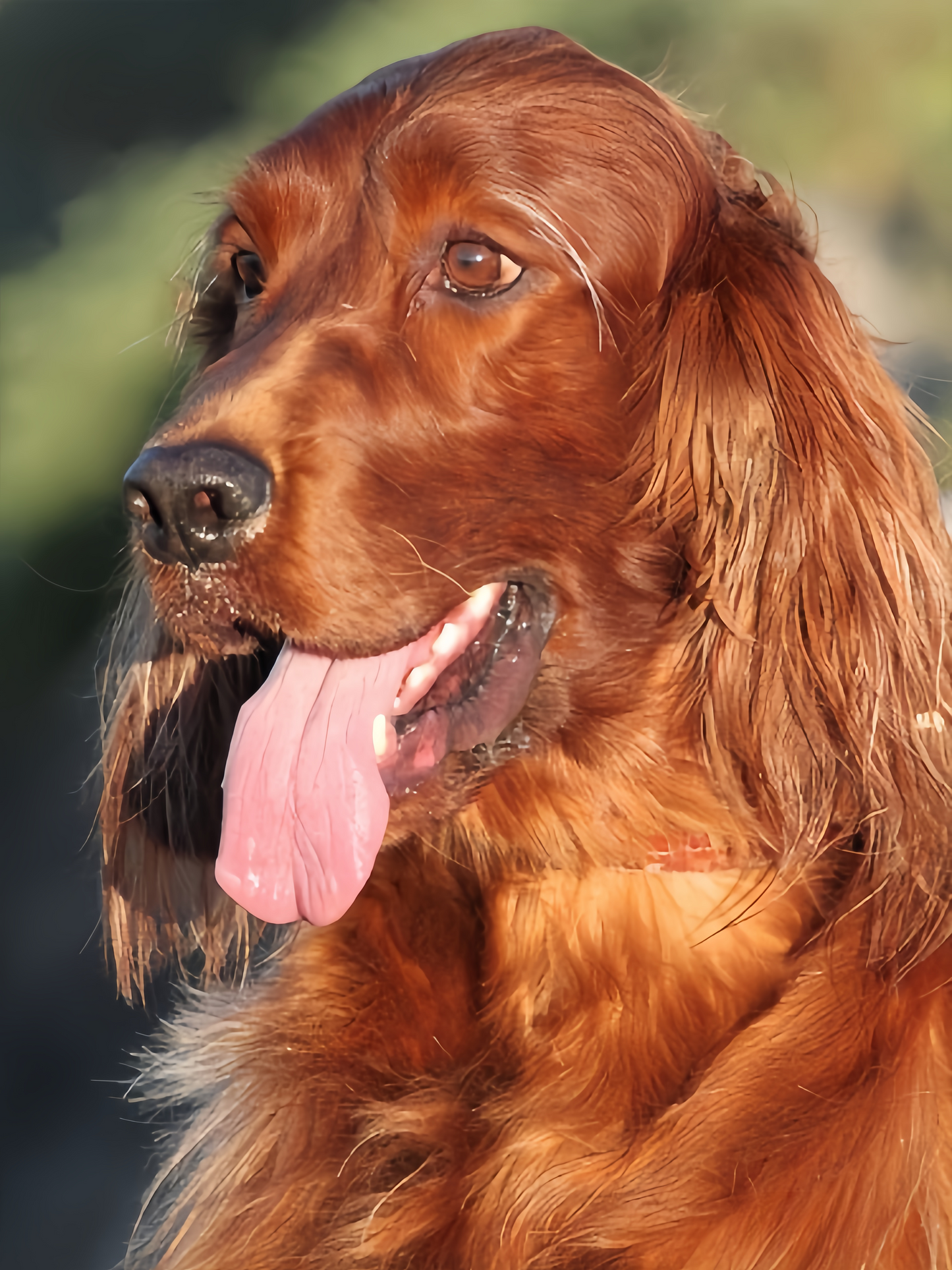 Irish Setter Dog | Diamond Painting