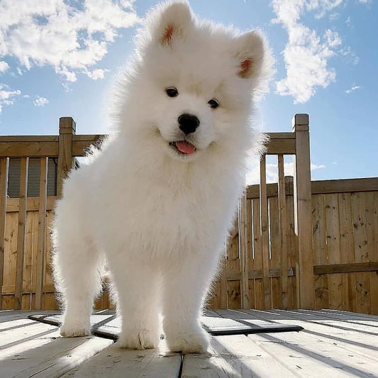 Samoyed Dog | Diamond Painting