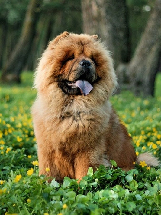Dog Chow Chow | Diamond Painting