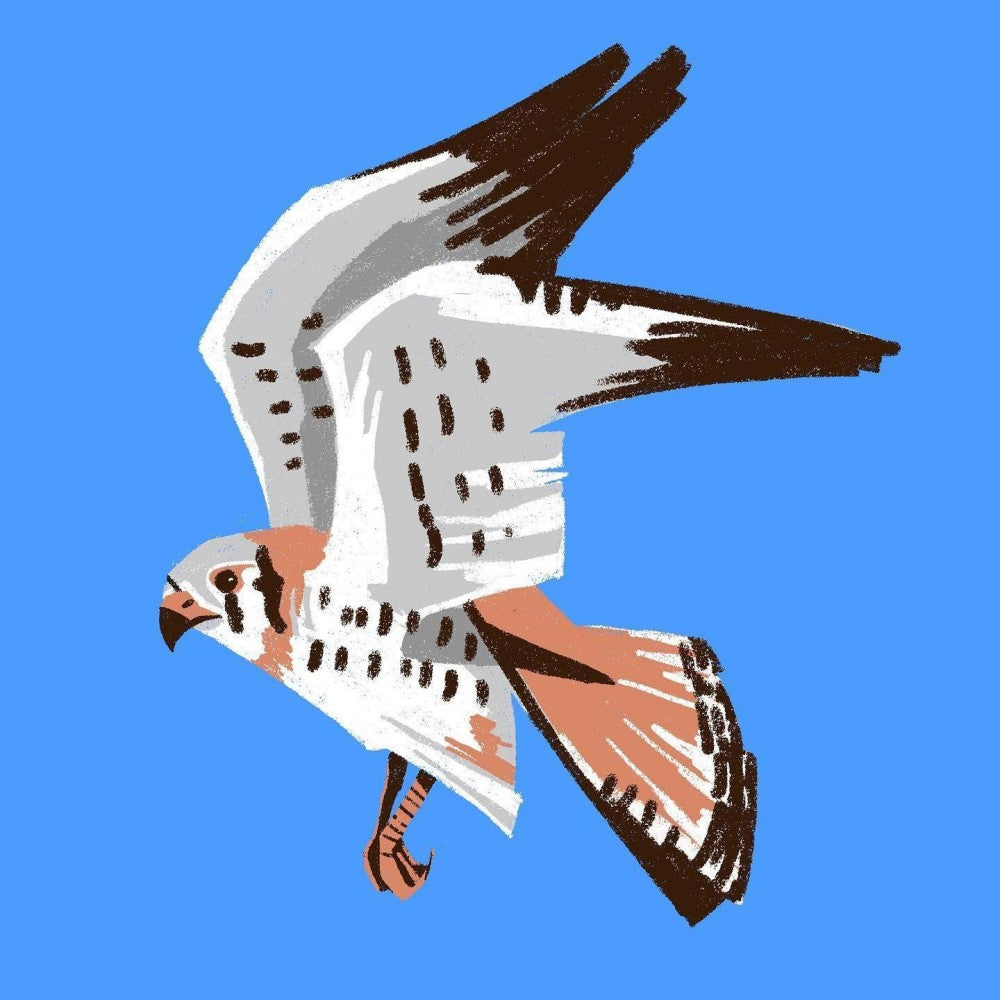 Falcon | Diamond Painting