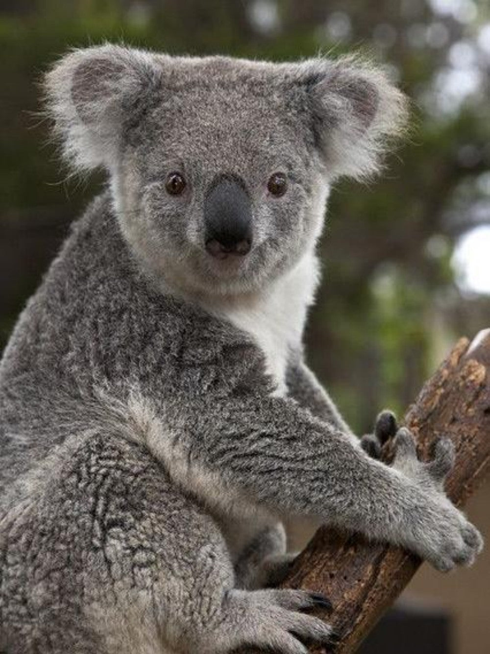 Koala | Diamond Painting