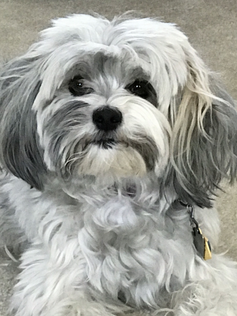 Havanese Dog | Diamond Painting