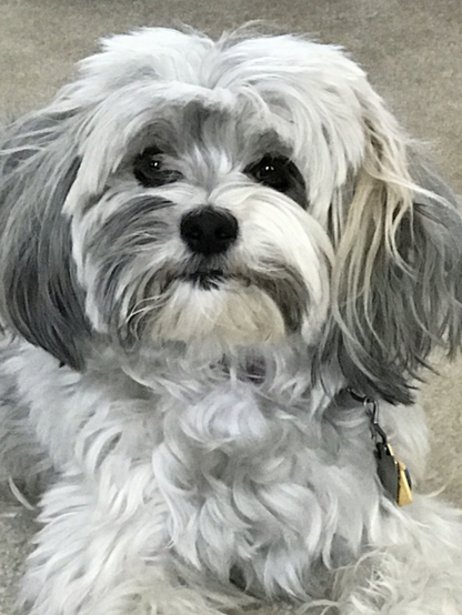 Havanese Dog | Diamond Painting