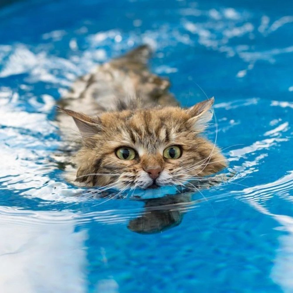 Pool Cat | Diamond Painting