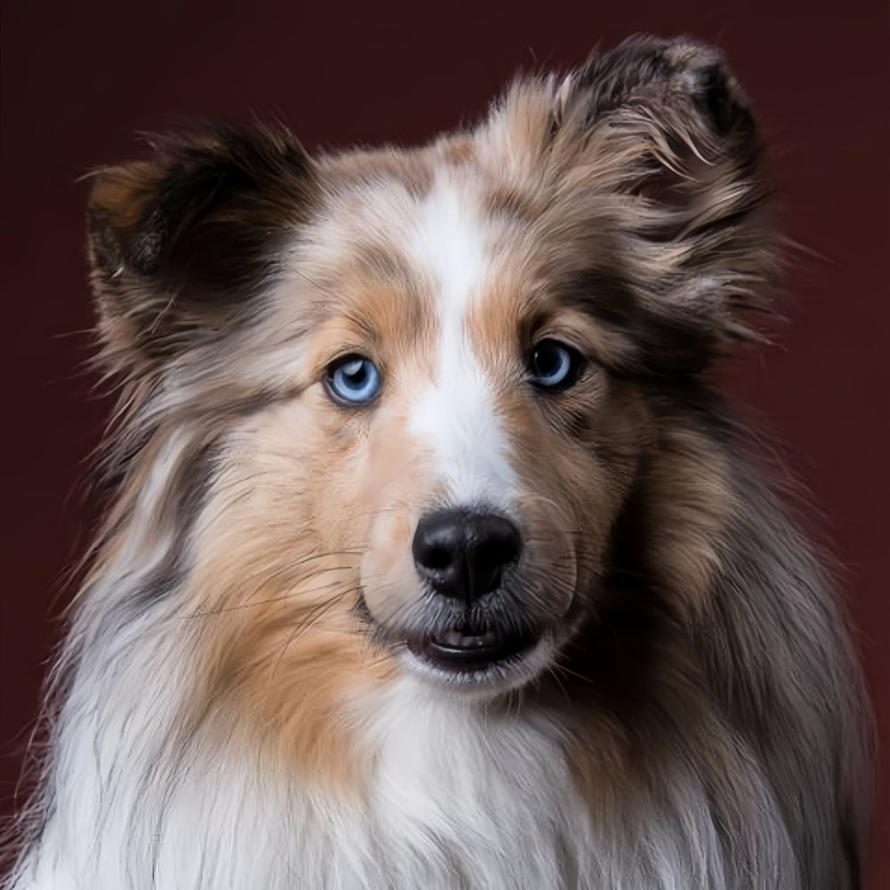 Sheltie Dog | Diamond Painting