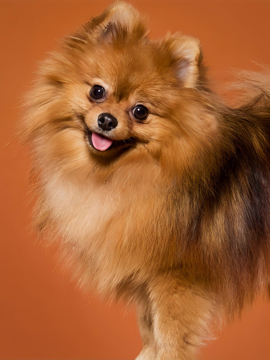 Pomeranian Dog | Diamond Painting