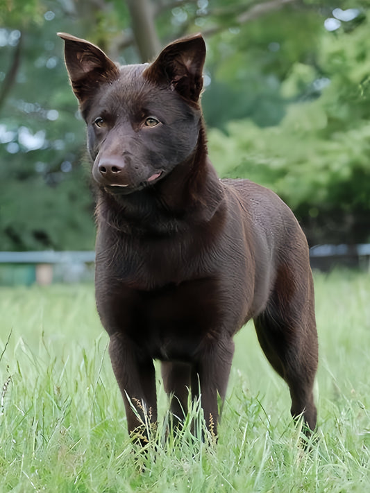 Australian Kelpie Dog | Diamond Painting