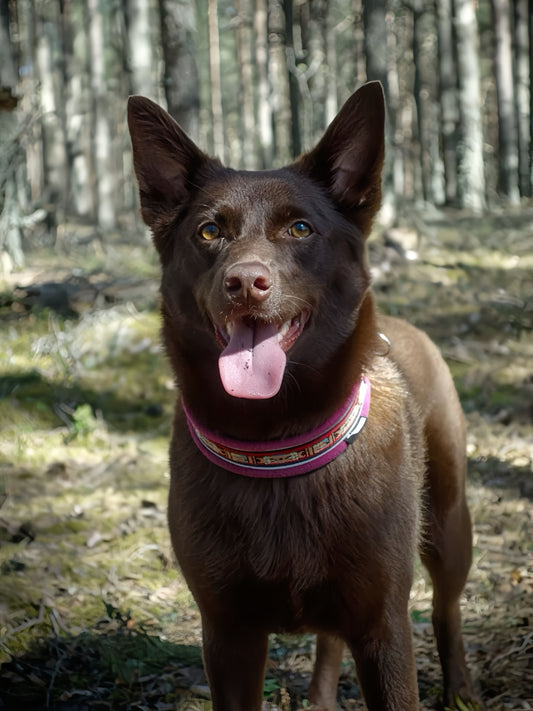 Australian Kelpie Dog | Diamond Painting