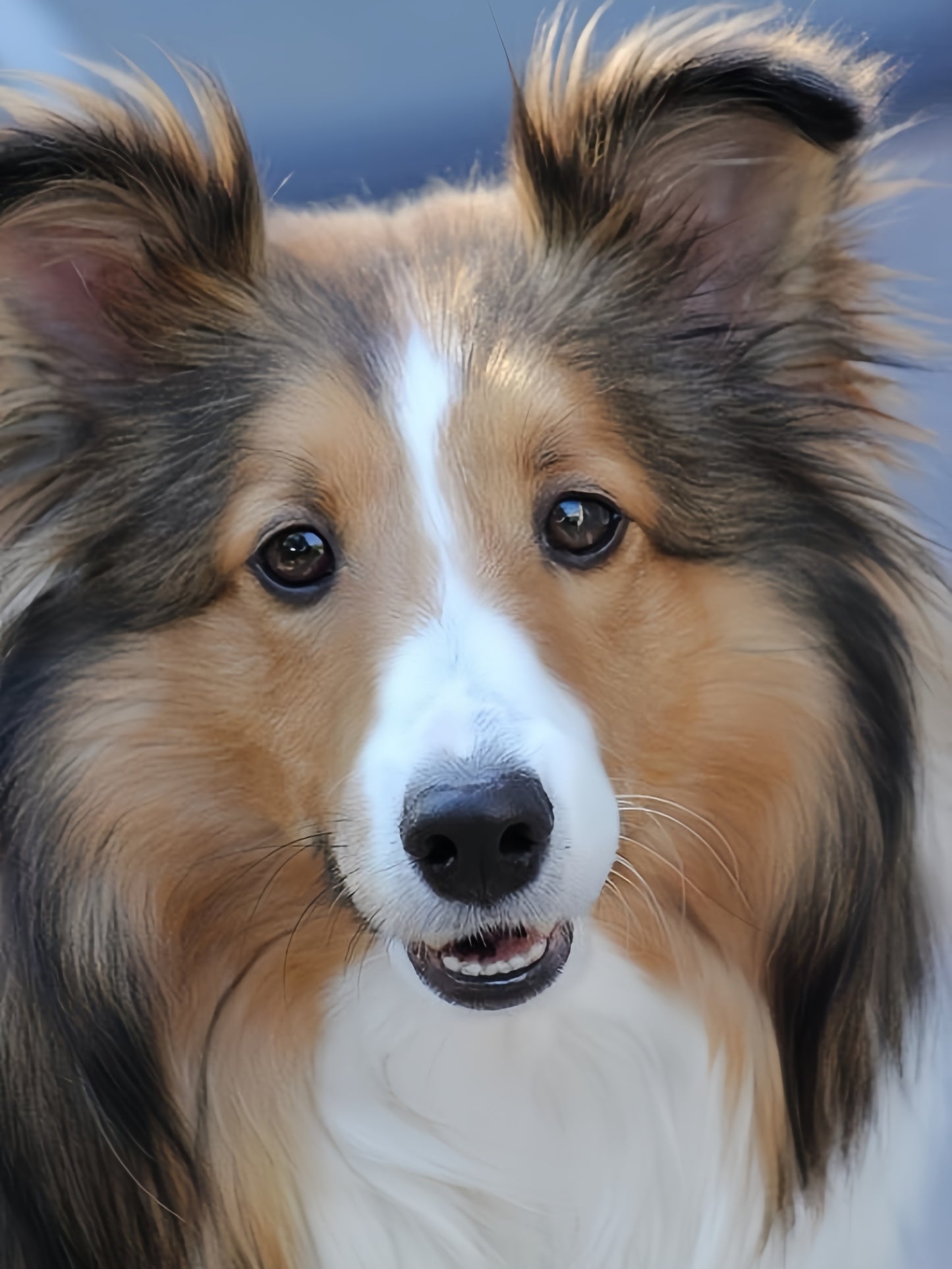 Sheltie Dog | Diamond Painting