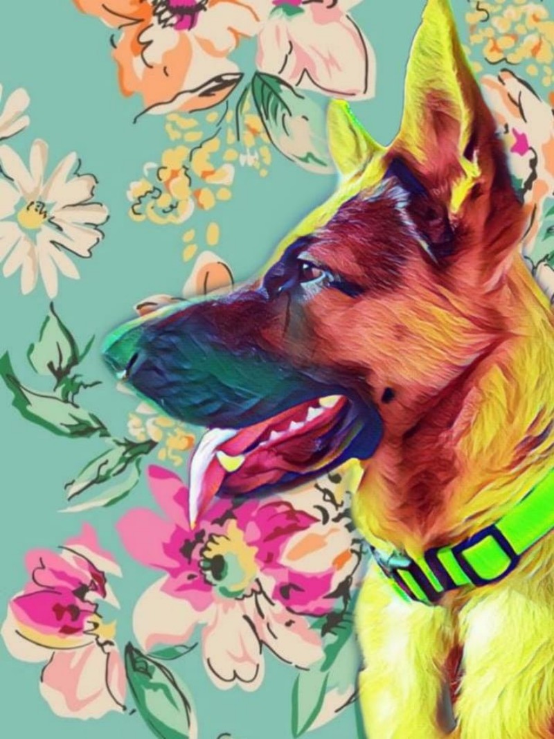 Dog German Shepherd | Diamond Painting