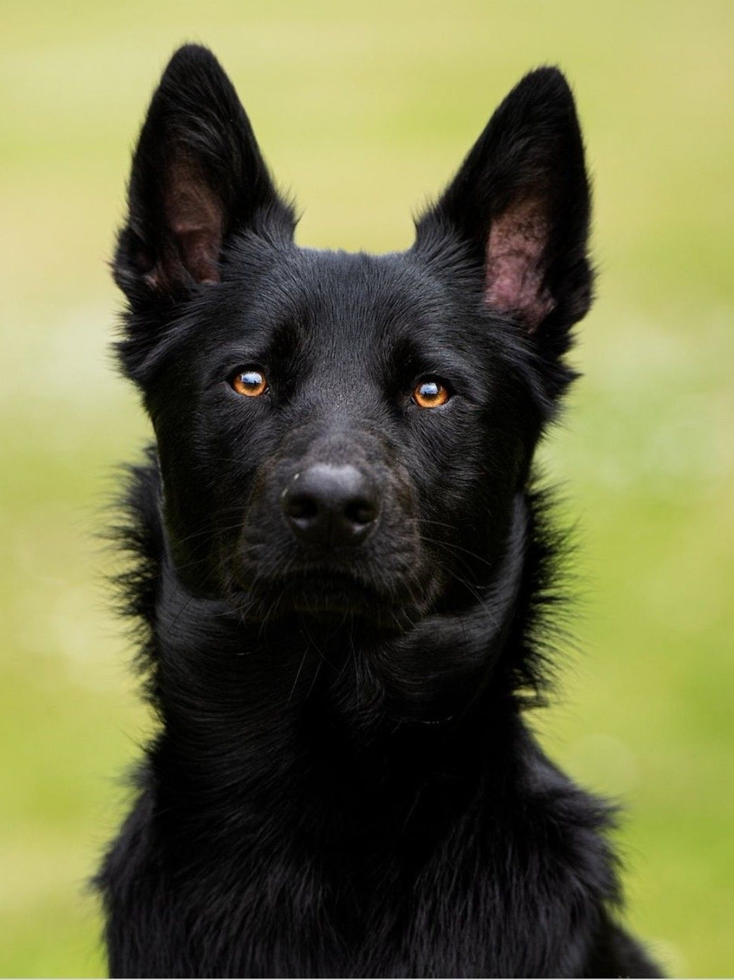 Australian Kelpie Dog | Diamond Painting