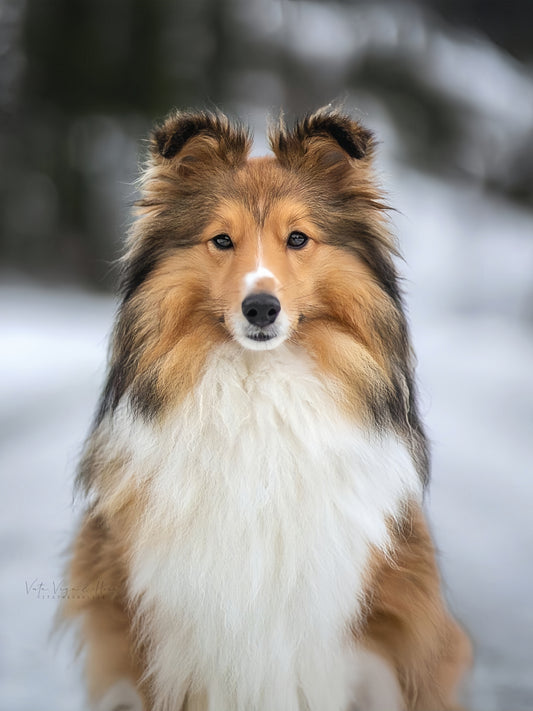 Sheltie Dog | Diamond Painting