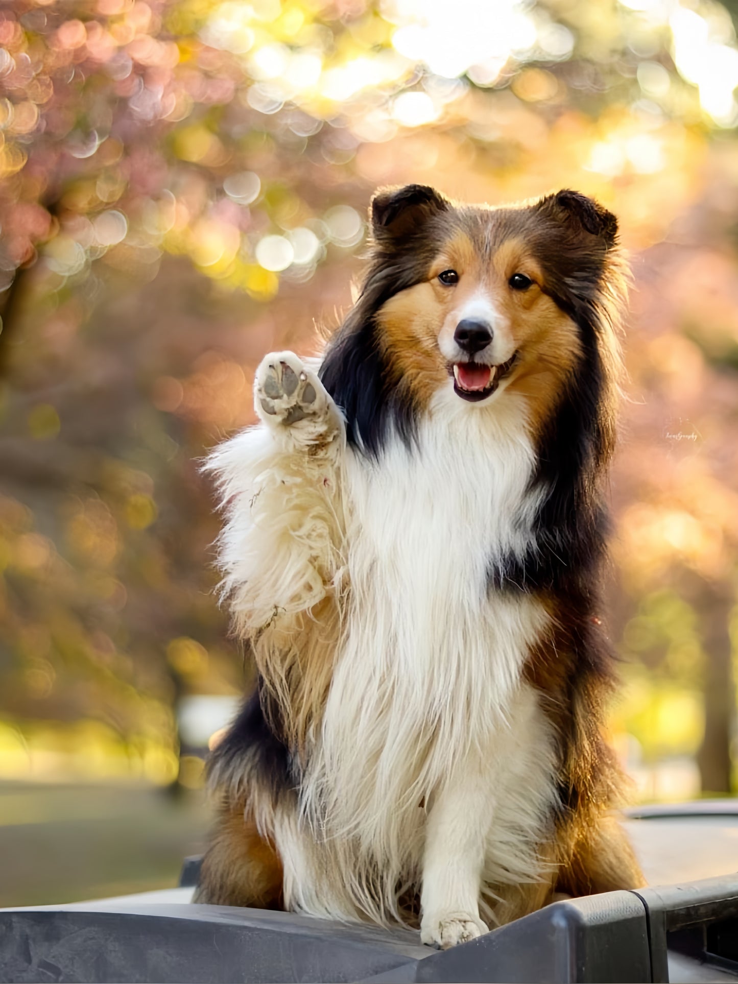 Sheltie Dog | Diamond Painting