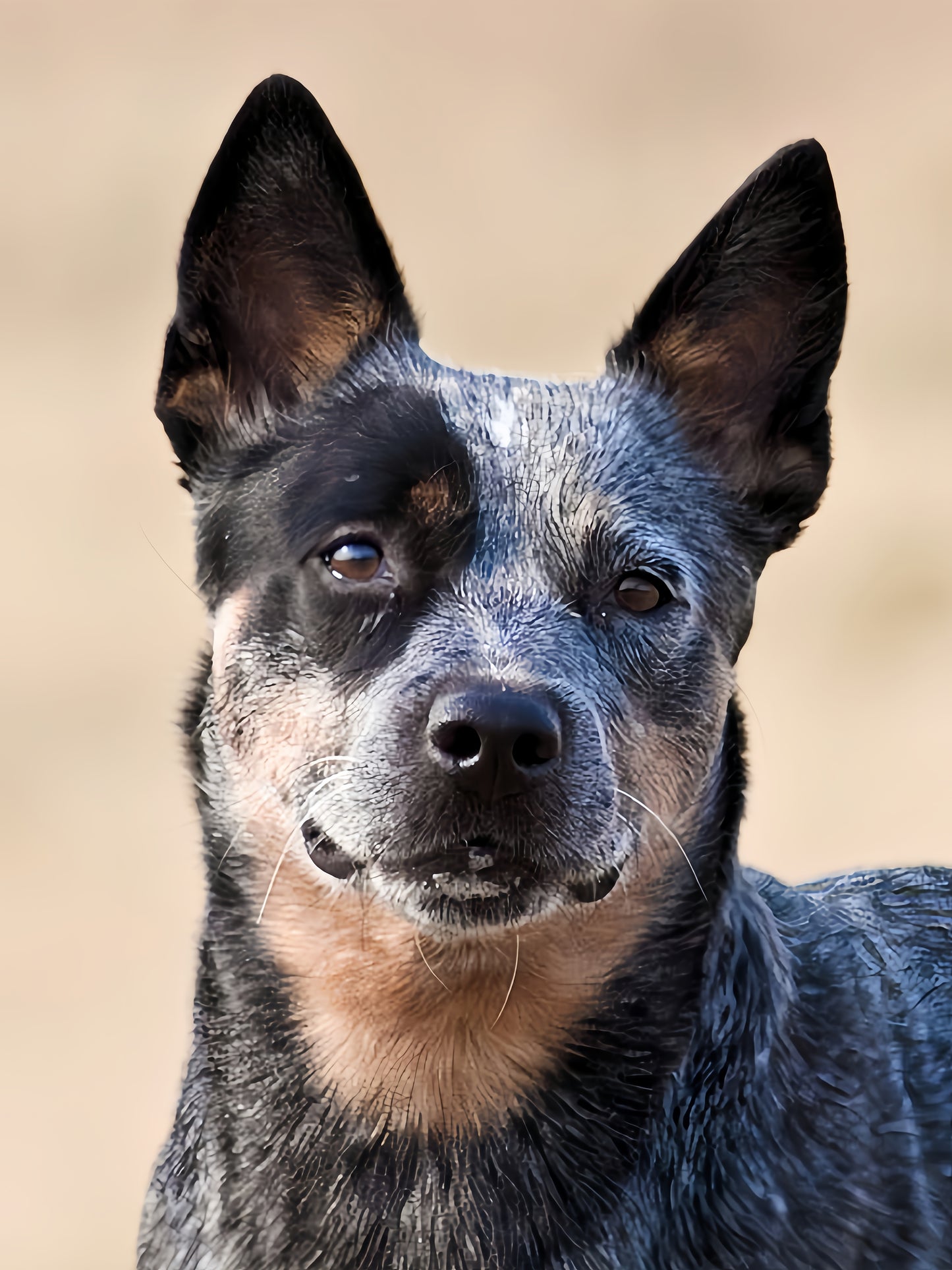 Australian Kelpie Dog | Diamond Painting