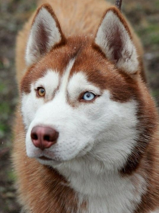 Husky Dog | Diamond Painting