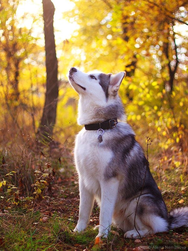 Husky Dog | Diamond Painting