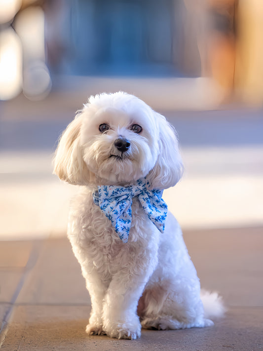 Maltese Dog | Diamond Painting