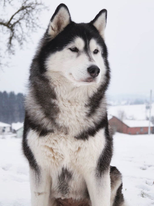 Husky Dog | Diamond Painting