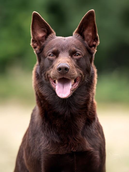 Australian Kelpie Dog | Diamond Painting