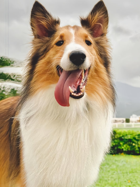 Sheltie Dog | Diamond Painting