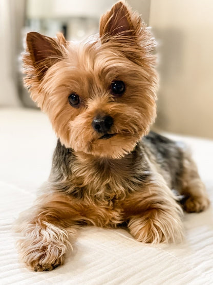 Dog Yorkie | Diamond Painting
