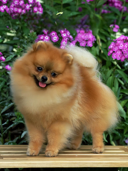 Pomeranian Dog | Diamond Painting