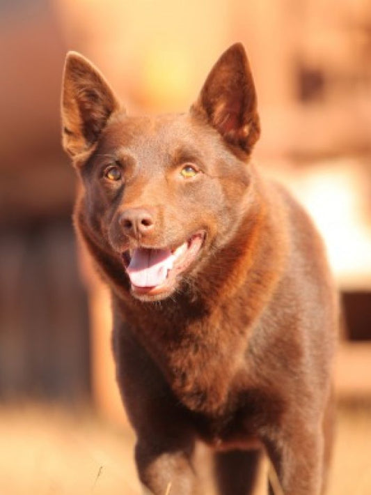 Australian Kelpie Dog | Diamond Painting