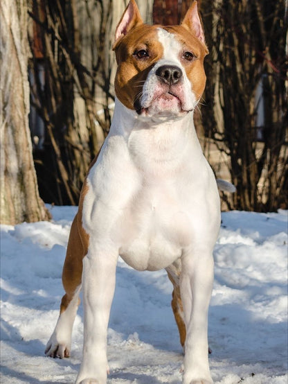 Dog Staffordshire Bull Terrier | Diamond Painting