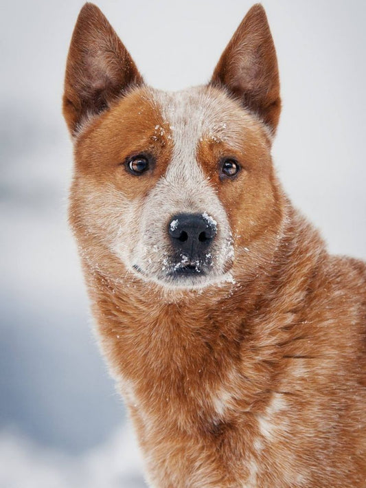 Australian Kelpie Dog | Diamond Painting