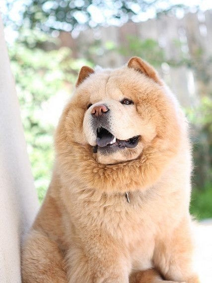 Dog Chow Chow | Diamond Painting