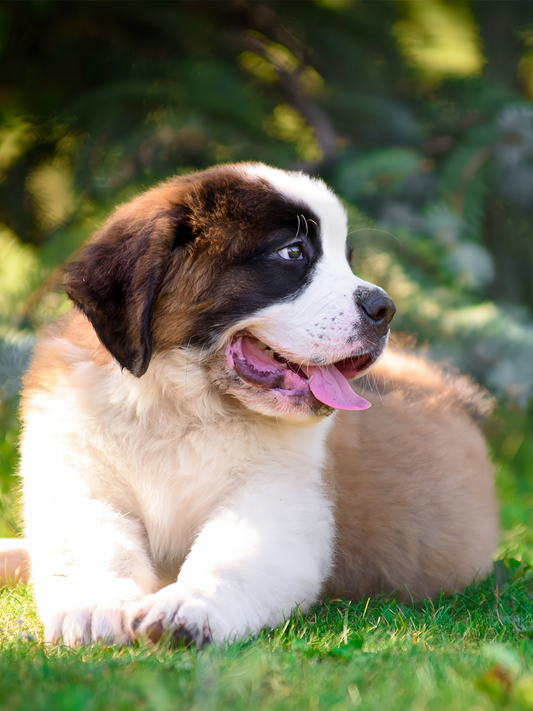 Saint Bernard Dog | Diamond Painting