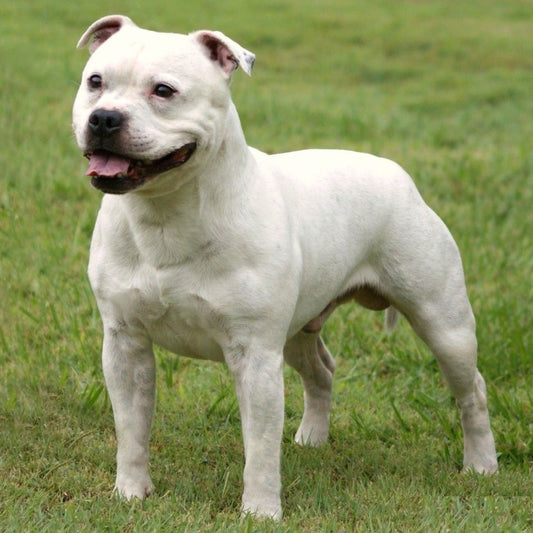 Dog Staffordshire Bull Terrier | Diamond Painting