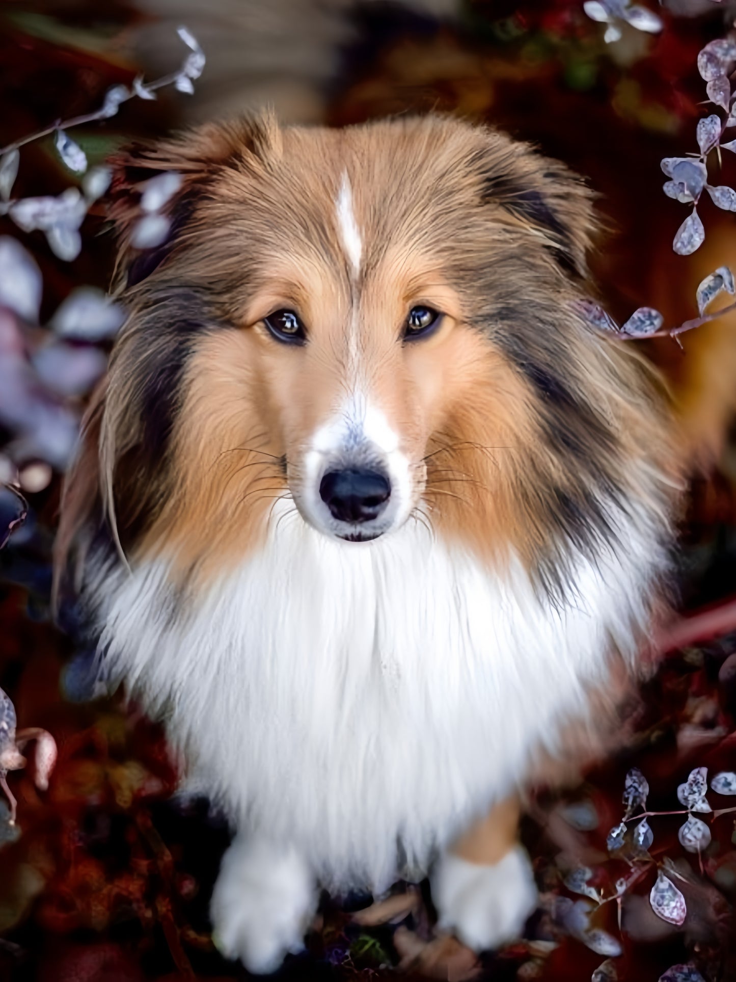 Sheltie Dog | Diamond Painting