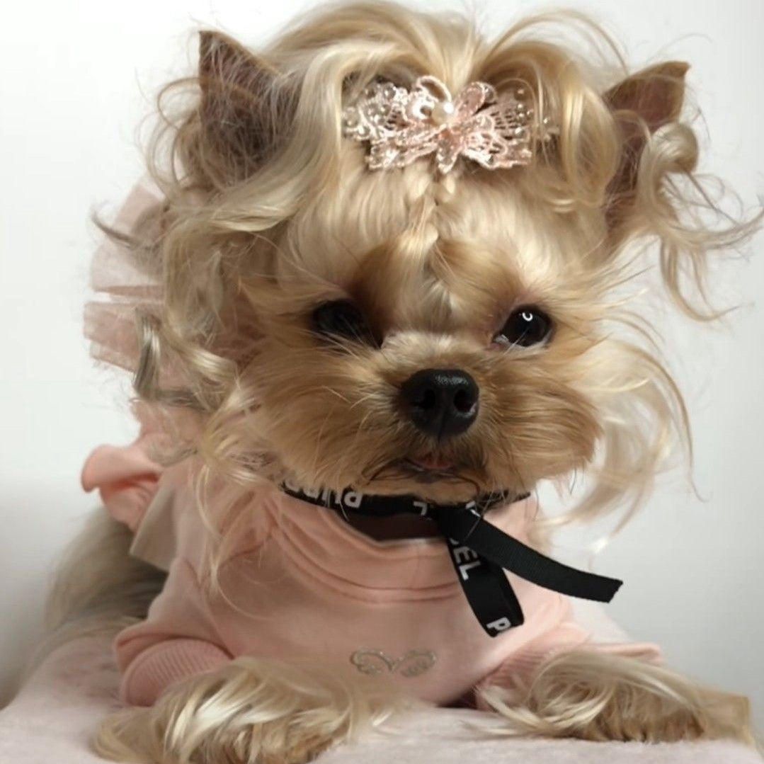 Dog Yorkie | Diamond Painting