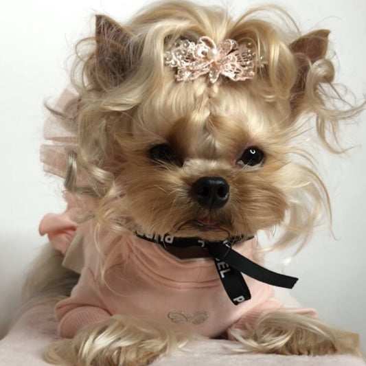 Dog Yorkie | Diamond Painting