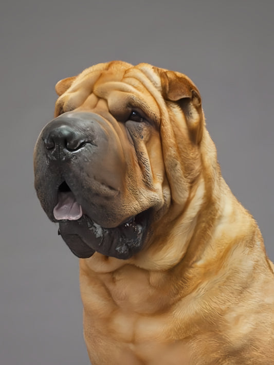 Shar Pei Dog | Diamond Painting